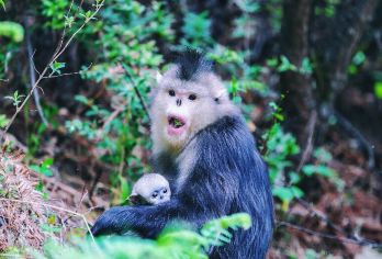 塔城滇金絲猴國家公園 熱門景點照片