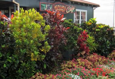 Kauai Coffee Company Popular Attractions Photos