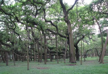 加爾各答植物園 熱門景點照片