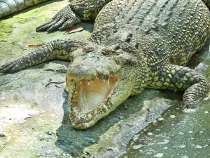 Battambang Crocodile Farm