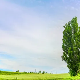 Tree of Ken and Mary