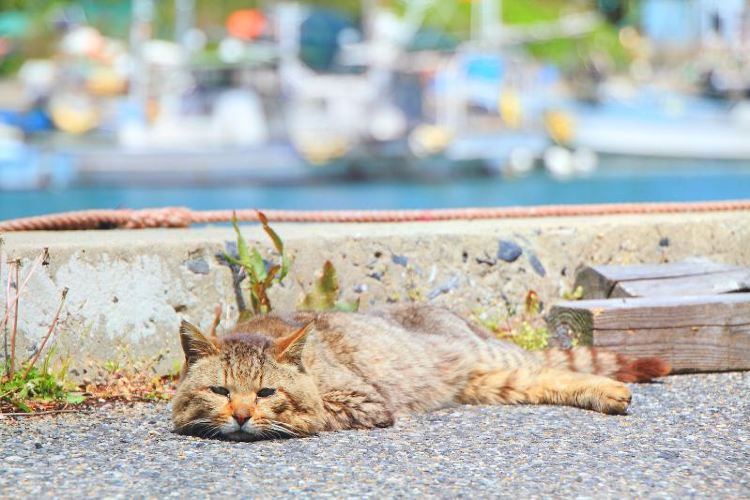 藍島旅遊攻略指南 藍島評論 藍島附近推薦 Trip Com