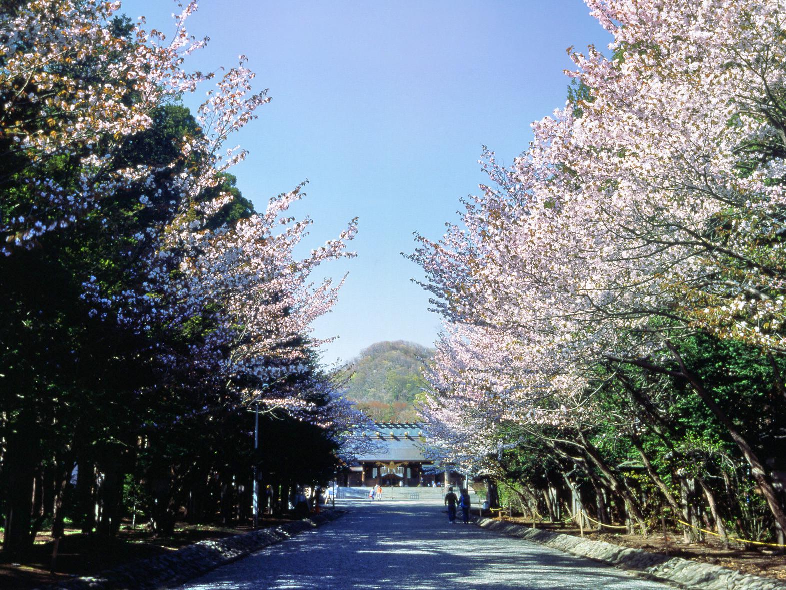 登別 登別桜並木 評判 案内 トリップドットコム