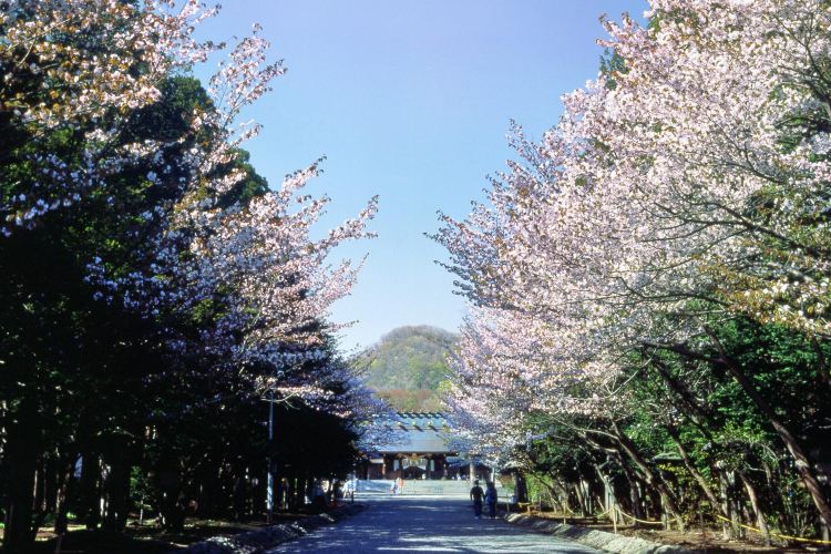 登別 登別桜並木 評判 案内 トリップドットコム