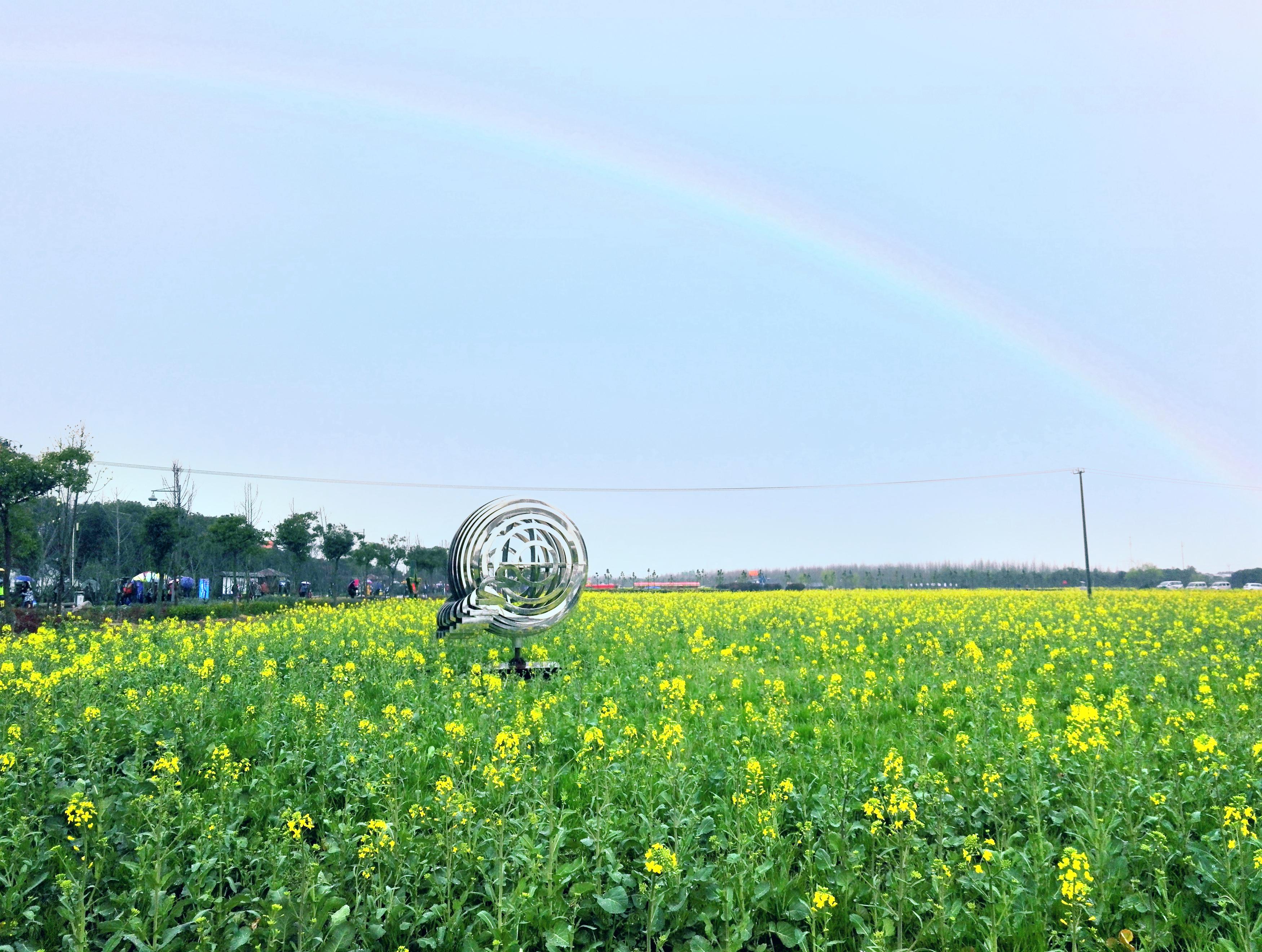 上海 奉賢油菜花畑 評判 案内 トリップドットコム