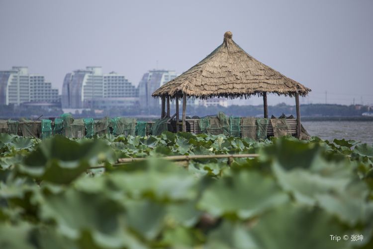 Yangcheng Lake Lotus Island travel guidebook must visit attractions in