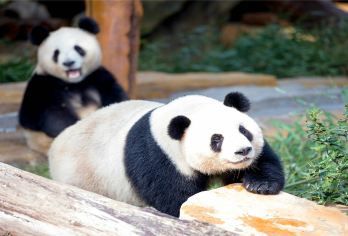 옌청 야생동물원 명소 인기 사진