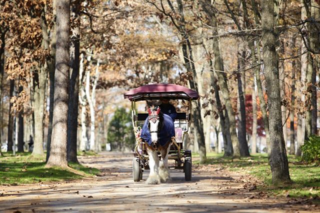 Northern Horse Park Travel Guidebook Must Visit Attractions In Tomakomai Northern Horse Park Nearby Recommendation Trip Com