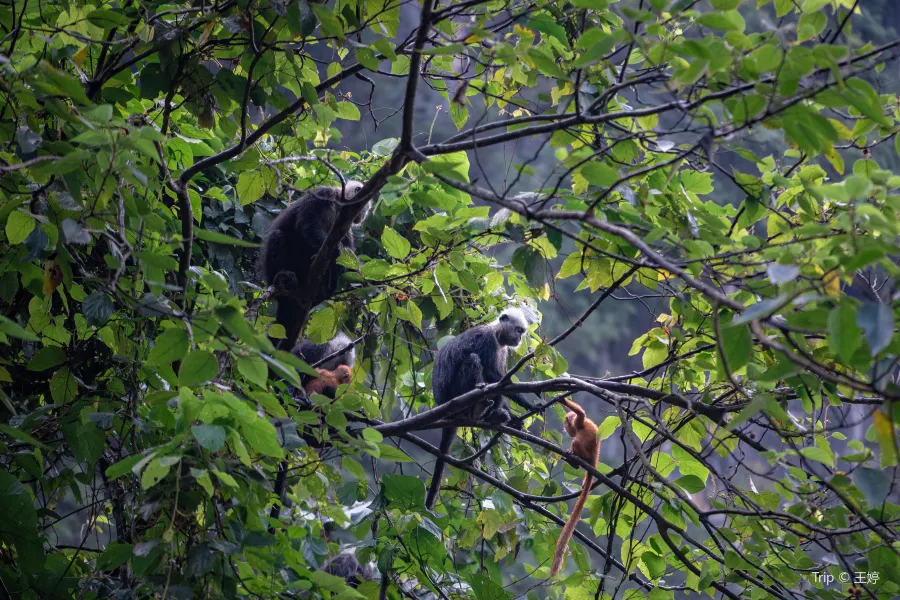 廣西崇左白頭葉猴自然保護區（板利片區）生態旅遊區3
