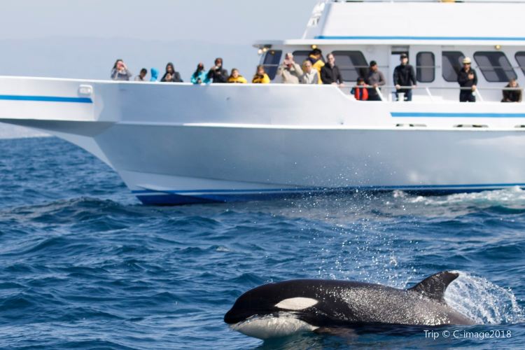 five star whale watching tours