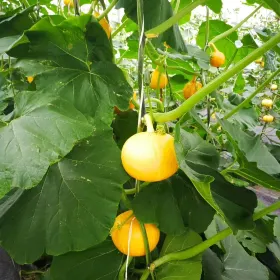 Changle Agriculture Sightseeing Park
