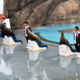 Sea Lion Performance
