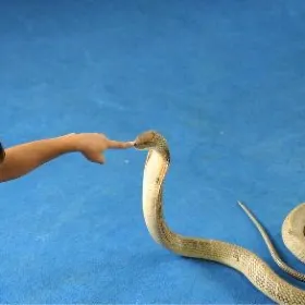 Aonang Snake House
