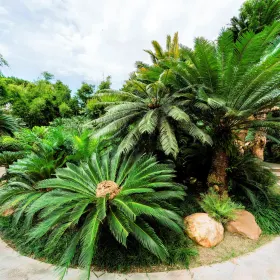 Millennium Cycad Garden