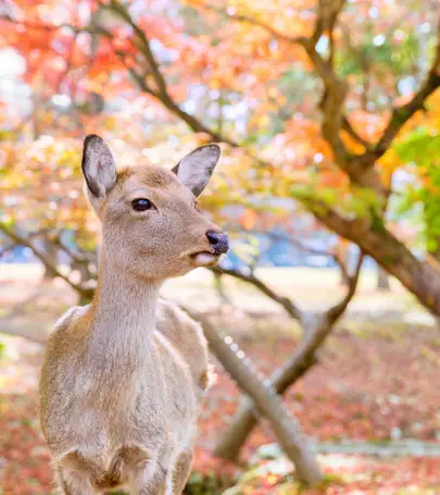 絶対に行くべき大和郡山の観光スポット トリップドットコム