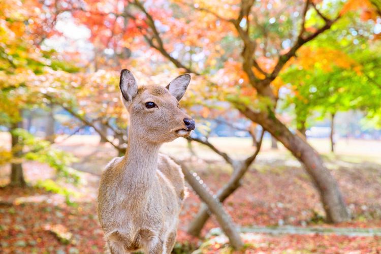 奈良 奈良公園 評判 案内 トリップドットコム