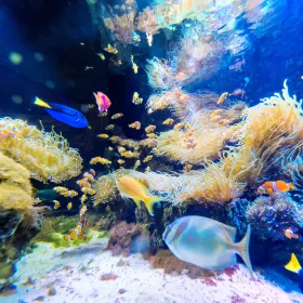 Kelly Tarlton's Antarctic Encounter & Underwater World