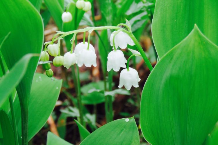 Biratori Lily Bell Fields Travel Guidebook Must Visit Attractions In Hokkaido Biratori Lily Bell Fields Nearby Recommendation Trip Com