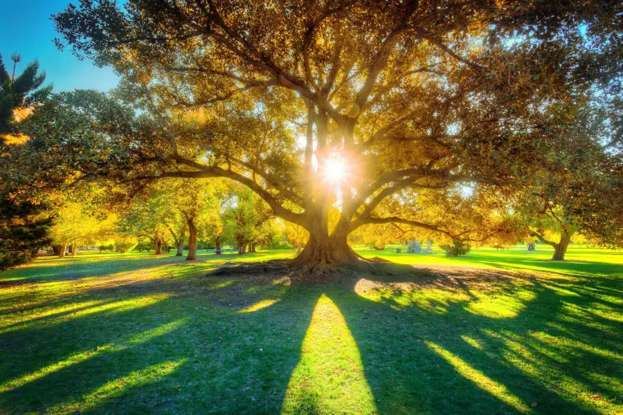 Adelaide Botanic Garden