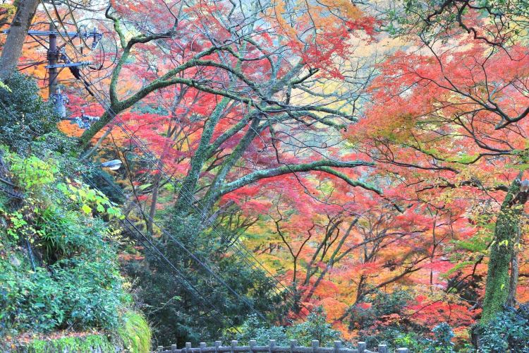 箕面公園旅遊攻略指南 箕面公園評價 箕面公園附近推薦 Trip Com