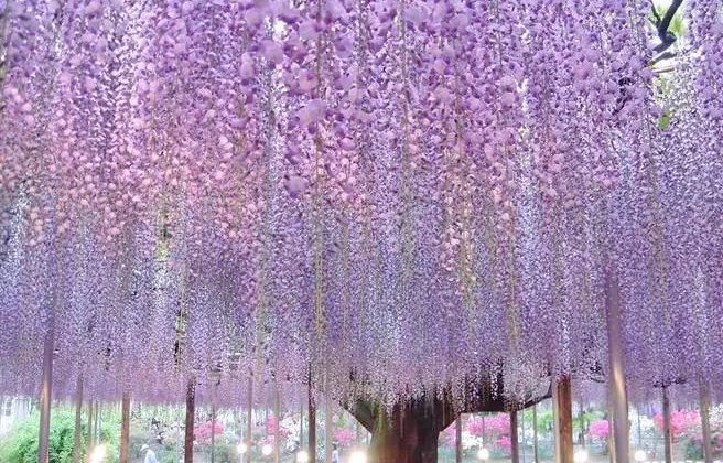 足利 あしかがフラワーパーク 評判&案内 トリップドットコム