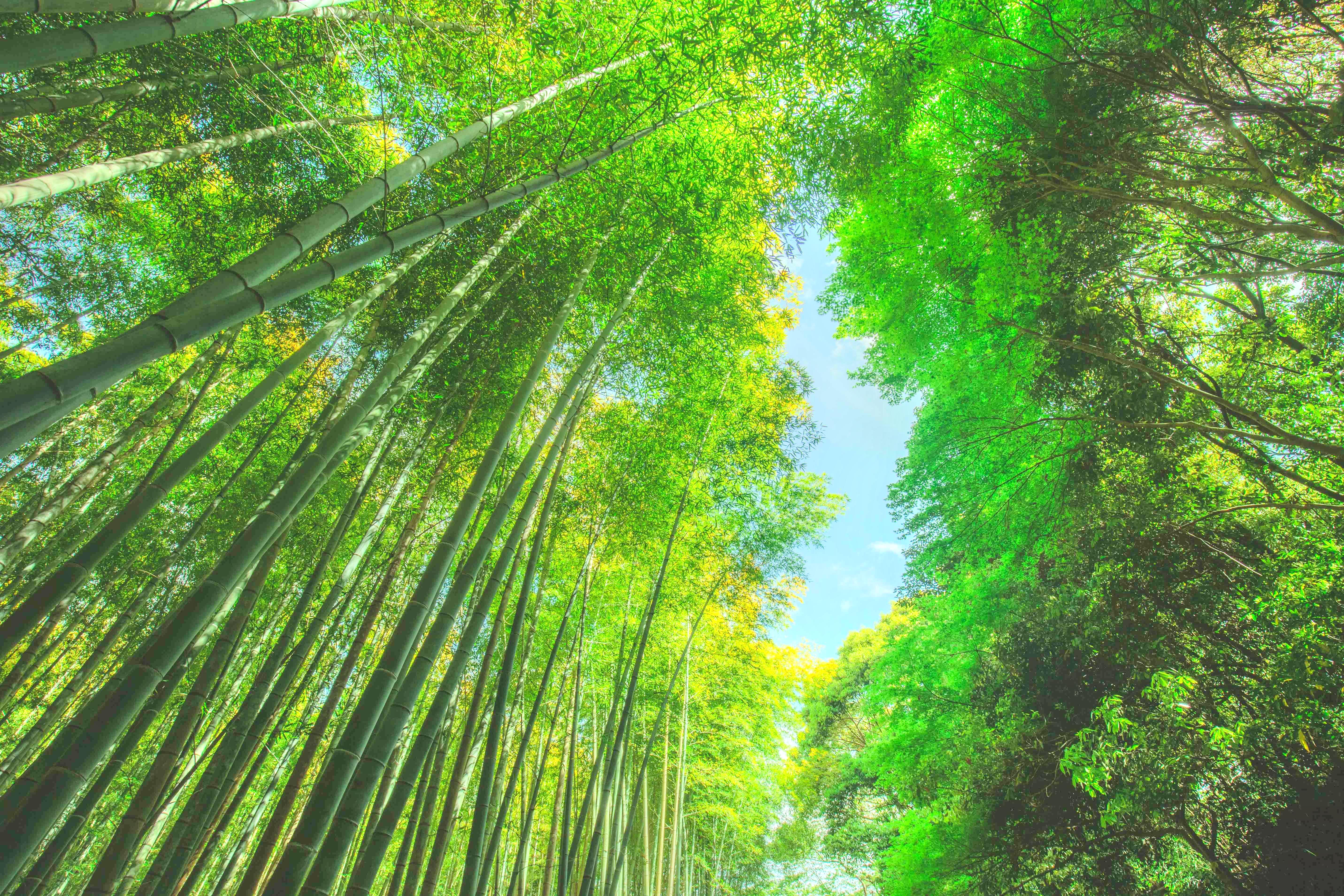 嵯峨野竹林小道景點評價 嵯峨野竹林小道門票 嵯峨野竹林小道優惠 嵯峨野竹林小道交通 地址 開放時間 嵯峨野竹林小道附近景點 酒店及美食 Trip Com