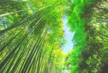 Arashiyama Bamboo Grove Popular Attractions Photos