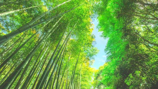 Arashiyama Bamboo Forest Photos Photos Of Kyoto Attractions Trip Moments