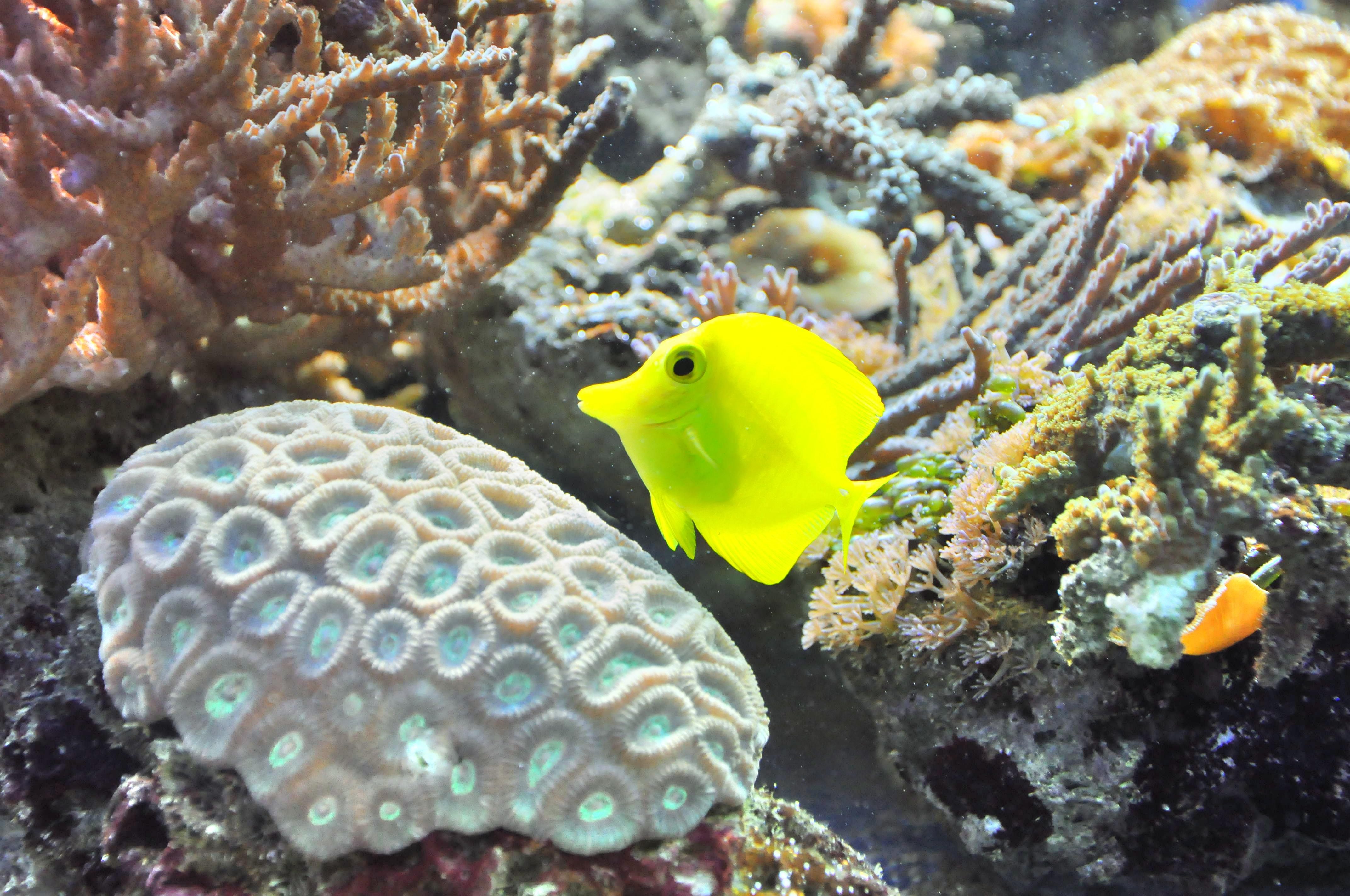 ロンドン ロンドン水族館 評判 案内 トリップドットコム