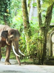 峇裡島大象公園