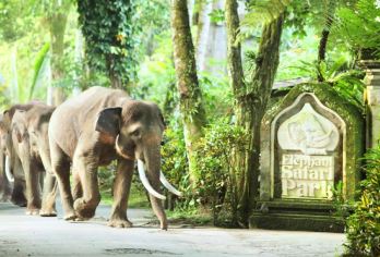 巴厘島大象公園 熱門景點照片