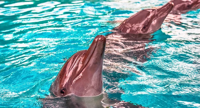 The Dolphins of Dolphin Island