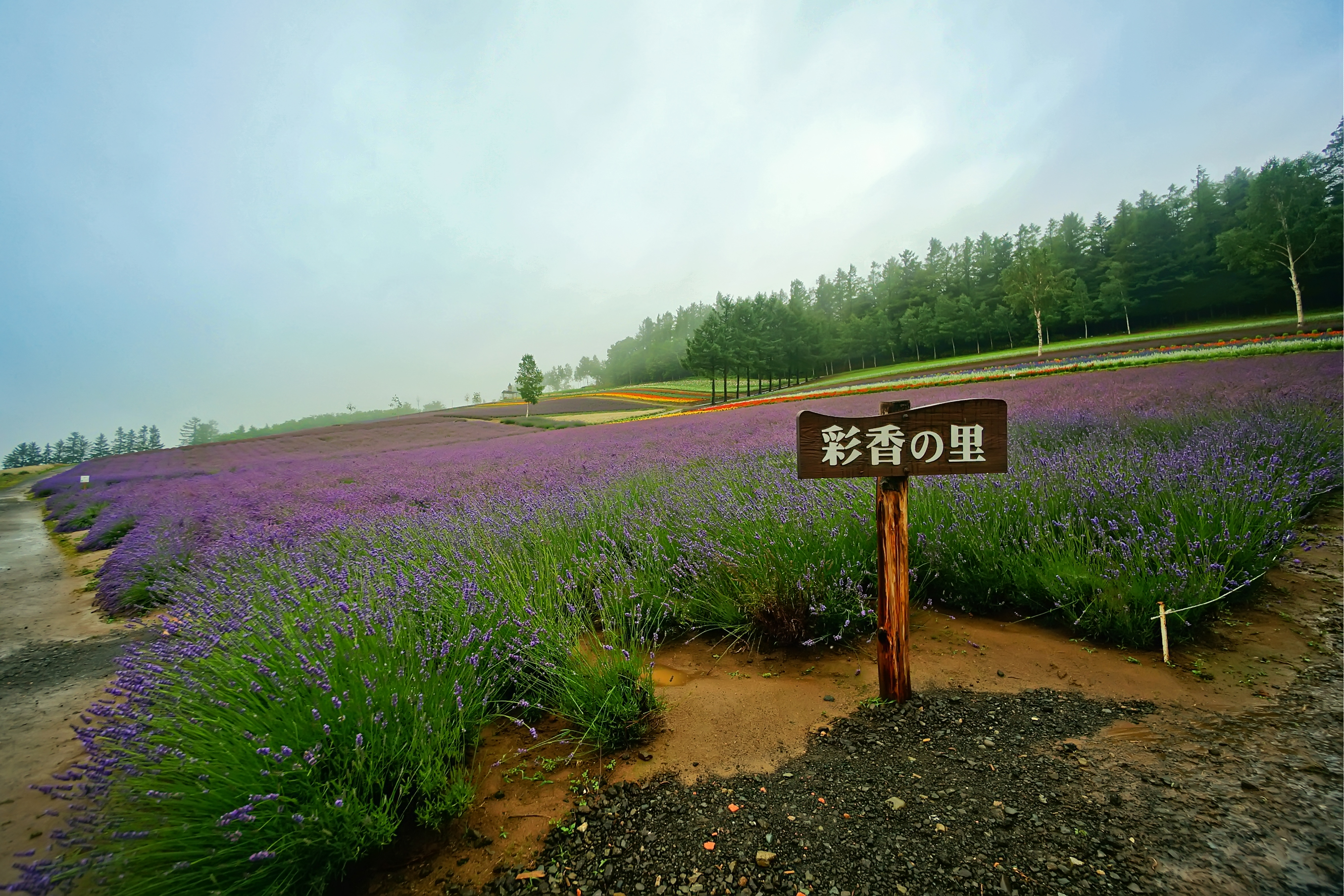 Saika No Sato Travel Guidebook Must Visit Attractions In Furano Saika No Sato Nearby Recommendation Trip Com