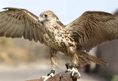 Falconry of Kenya รูปภาพAttractionsยอดนิยม