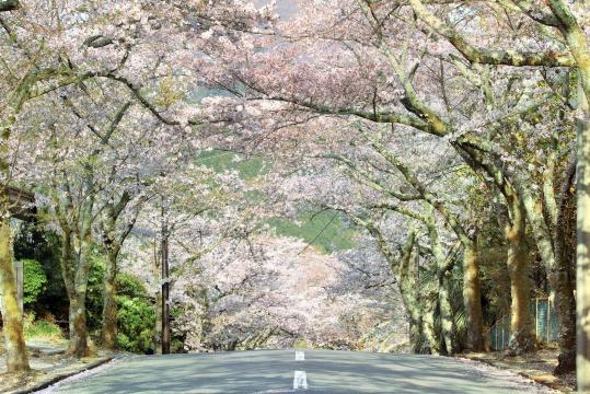 5 Days in Ito: What to Do and See in Ito - Trip.com