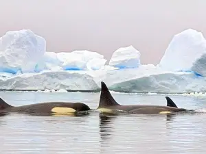 彼得曼島觀鯨