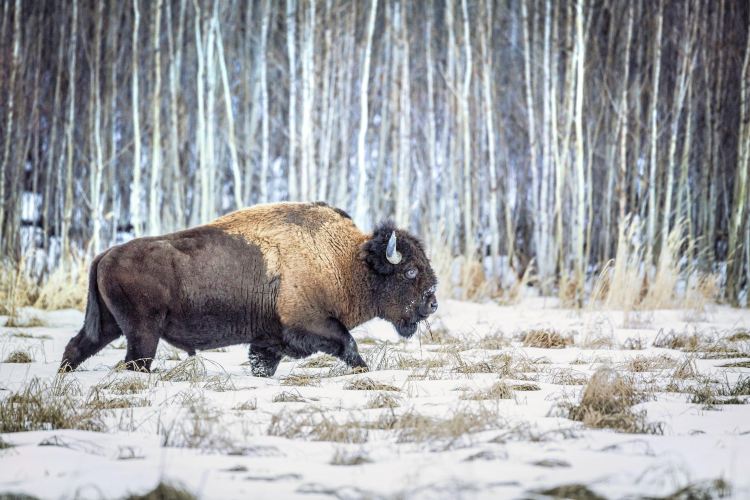 Elk Island National Park travel guidebook must visit attractions in Edmonton Elk Island