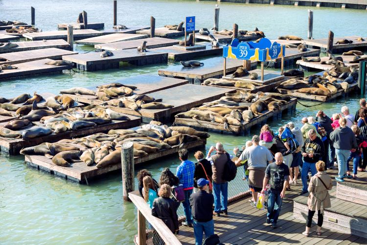 Pier 39 Travel Guidebook Must Visit Attractions In San Francisco Pier 39 Nearby Recommendation Trip Com