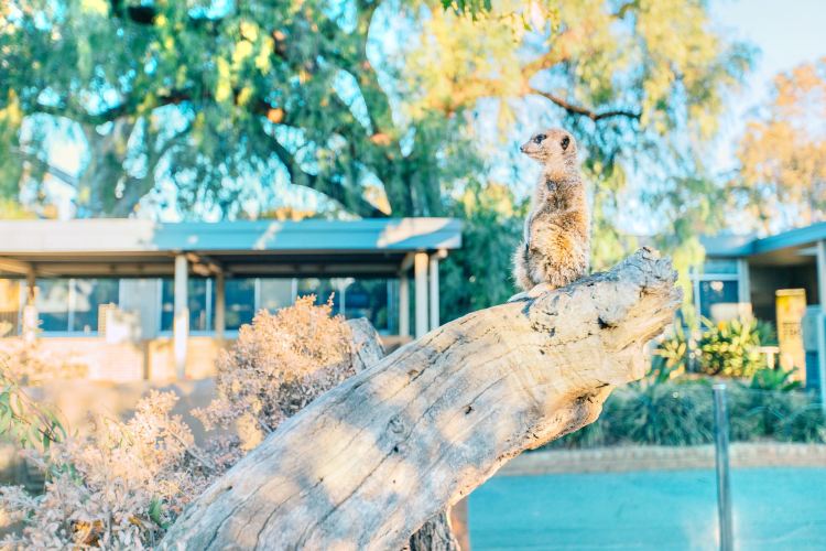メルボルン メルボルン動物園 評判 案内 トリップドットコム メルボルン メルボルン動物園 評判 案内 トリップドットコム
