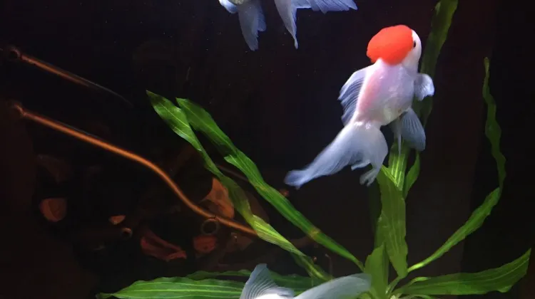 香港 金魚宝殿 評判 案内 トリップドットコム