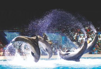 Dubai Dolphinarium Popular Attractions Photos