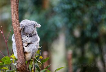 Koala Park Sanctuary Popular Attractions Photos