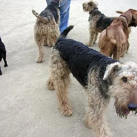 Silverlake Dog Park