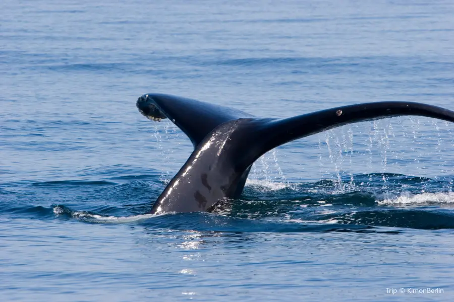 คู่มือท่องเที่ยวล่าสุดสำหรับ Blue Ocean Whale Watching ประจำเดือน