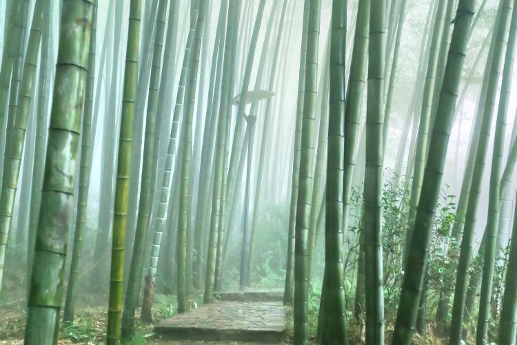 Tea Mountain And Bamboo Forest Travel Guidebook Must Visit Attractions In Yongchuan District Tea Mountain And Bamboo Forest Nearby Recommendation Trip Com