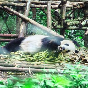 成都パンダ基地周辺地区 成都 の観光スポット 1053個のオススメ旅行案 オススメ旅程と旅行の豆知識 旅行はtrip Comで