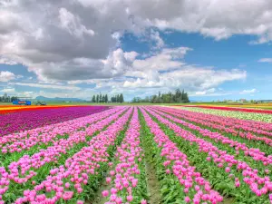 Skagit Valley