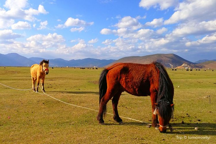 Prairies Horse Riding Field Travel Guidebook Must Visit Attractions In Shangri La Prairies Horse Riding Field Nearby Recommendation Trip Com Prairies Horse Riding Field Travel Guidebook Must Visit Attractions In Shangri La Prairies Horse Riding Field Nearby Recommendation Trip Com