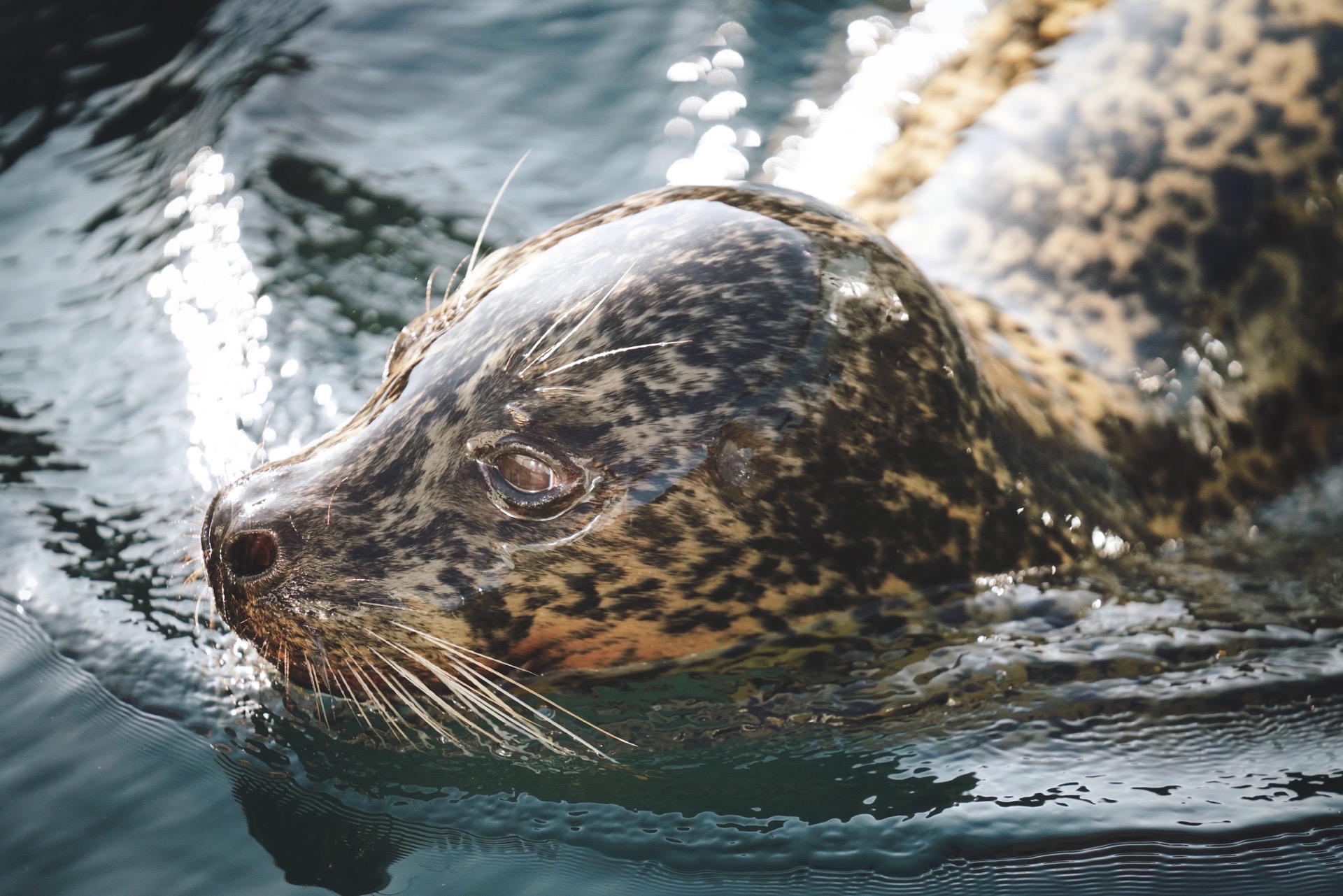 札幌市圓山動物園