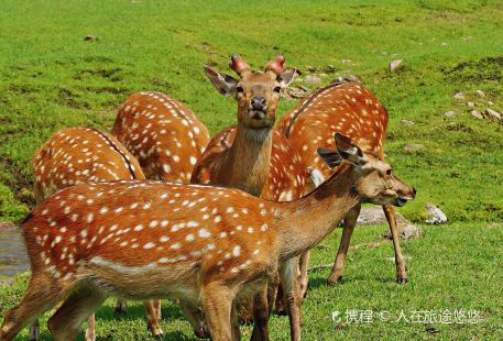 Jinshan Deer